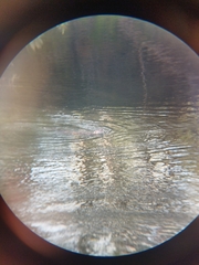Lontra provocax