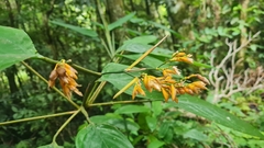 Stromanthe stromanthoides