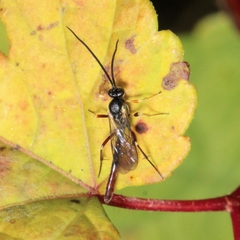 Campopleginae