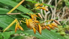 Stromanthe stromanthoides