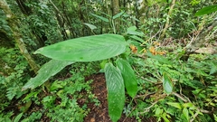 Stromanthe stromanthoides