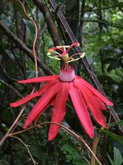 Passiflora margaritae