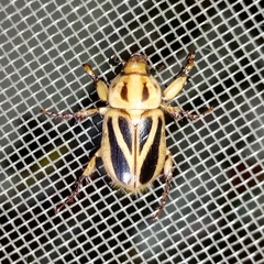 Cyclocephala forsteri
