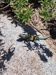 Liolaemus nigroviridis