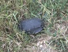 Trachemys scripta elegans