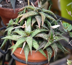 Aristaloe aristata