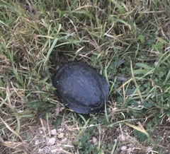 Trachemys scripta elegans