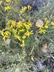 Senecio spartioides