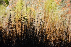 Diplacus aurantiacus