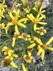 Senecio spartioides