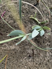 Blackstonia perfoliata