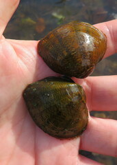 Truncilla truncata