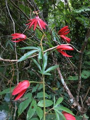 Passiflora margaritae