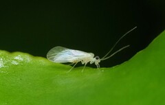 Caeciliusidae