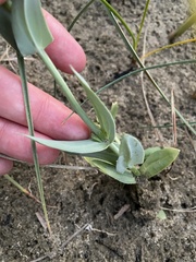 Blackstonia perfoliata