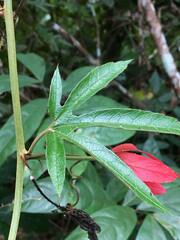 Passiflora margaritae