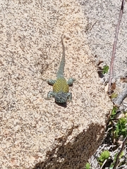 Liolaemus nigroviridis