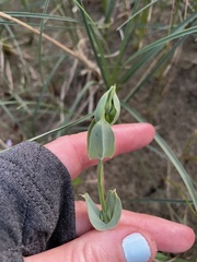 Blackstonia perfoliata