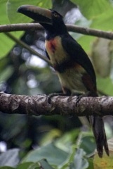 Pteroglossus torquatus