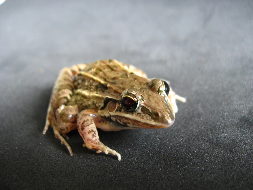 Leptodactylus fuscus (Anfibios de (Amphibians of) Sabanalarga, Casanare