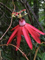 Passiflora margaritae