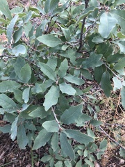 Quercus turbinella