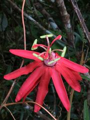 Passiflora margaritae