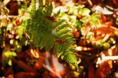 Dryopteris arguta