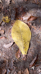 Magnolia macrophylla