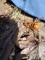 Vespa simillima xanthoptera