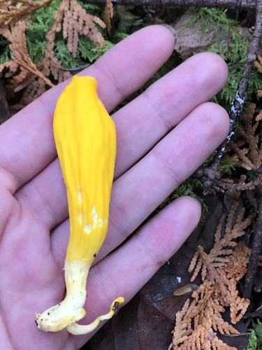 Irregular Earth Tongue