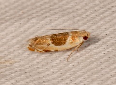 Battaristis cyclella