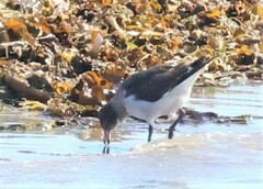 Leucophaeus scoresbii
