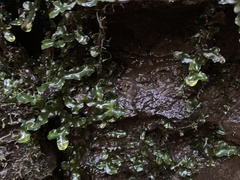 Pallavicinia lyellii