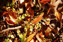 Clinopodium douglasii