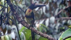 Pteroglossus torquatus