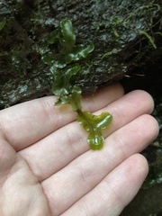 Pallavicinia lyellii