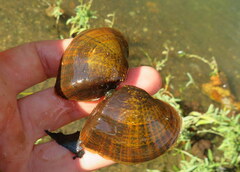 Truncilla truncata