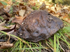 Calvatia cyathiformis