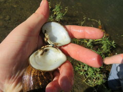 Truncilla truncata
