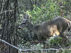 Odocoileus virginianus carminis