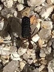 Acromyrmex versicolor