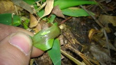 Hermeuptychia intricata