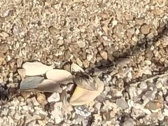 Acromyrmex versicolor