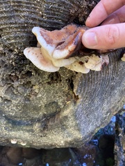 Amylocystis lapponica