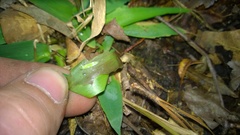 Hermeuptychia intricata
