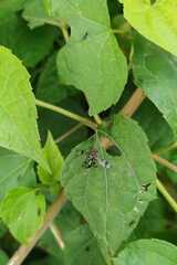 Richardia eburneosignata