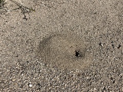 Acromyrmex versicolor