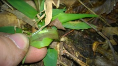 Hermeuptychia intricata