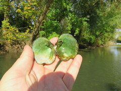 Theliderma intermedia